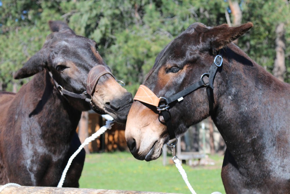 Regular Size Mule Halter W/Oil Leather Noseband view of halter on